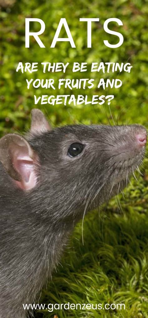 Although these traps do kill the rodent, they catch the rodents in live traps to avoid killing them. Rats in the California Home Garden: Norway Rats and Roof ...