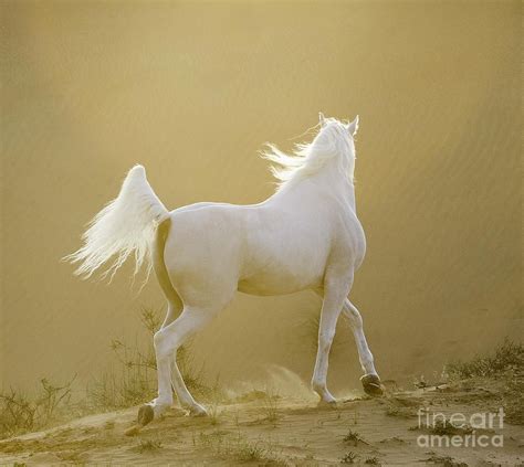 Arabian Desert Sunset By Carol Walker In 2021 White Arabian Horse