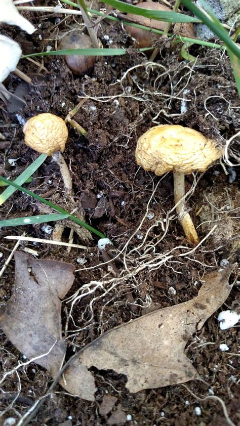 Identity Crisis Ahhaaaaaa Michigan Mushroom Hunting