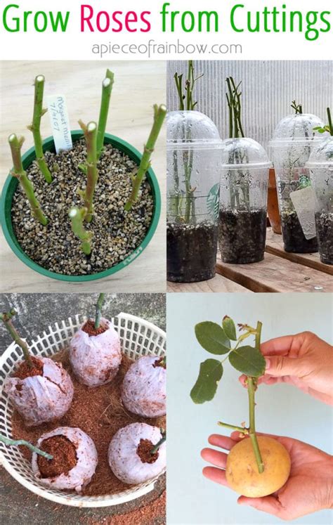 How To Root Rose Cuttings