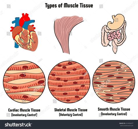 Types Of Muscle Tissue Of Human Body Diagram Including Cardiac Skeletal