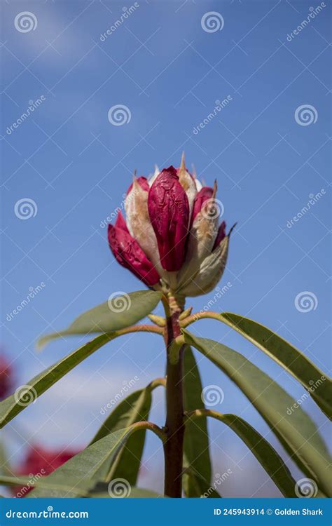 Budding Of Pink Rhododendron Buds In Park Stock Photo Image Of Tree