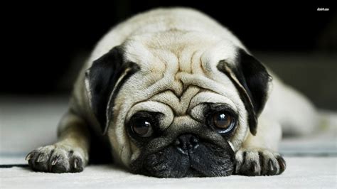 Free Pug Wallpapers For Desktop Wallpapersafari