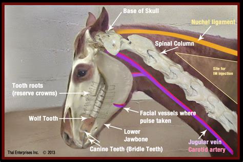 Vitals And Anatomy Horse Side Vet Guide