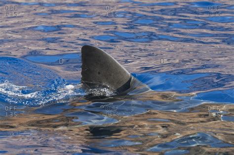 Shark Fin Above Water At Guadalupe Island Baja Mexico Stock Photo