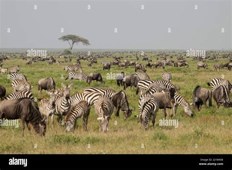 Serengeti Migration Tanzania Stock Photo Alamy