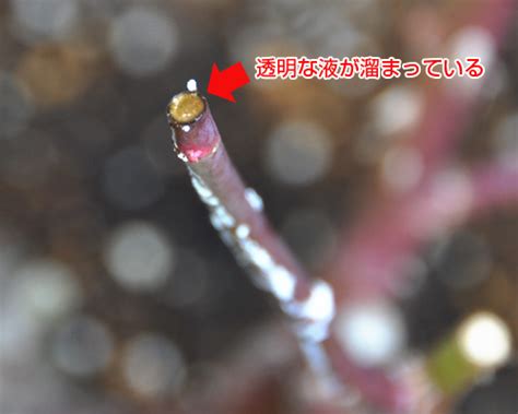 Towards the stuffy hostile takato, azumaya's sincere sparkling smile. バラの枝に白い粉 | はなはなショップブログ