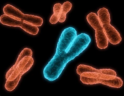 New Theory Shows Why Y Chromosome May Be More Resilient Than Previously