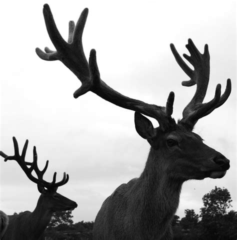 Free Images Black And White Horn Stag Mammal Fauna Antler
