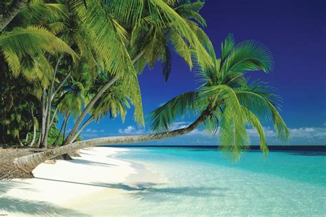 Tropical Island Maldives Palm Trees Sea Sand Beach X My Xxx Hot Girl