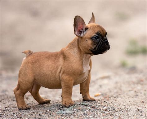 7 Smallest Dog Breed In The World