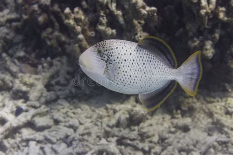 Yellowmargin Triggerfish Pseudobalistes Flavimarginatus Stock Foto