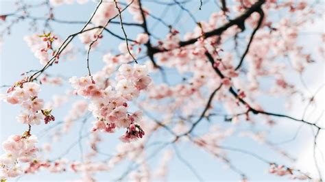 Beautiful Spring Cherry Blossom Online Zoom Background Template