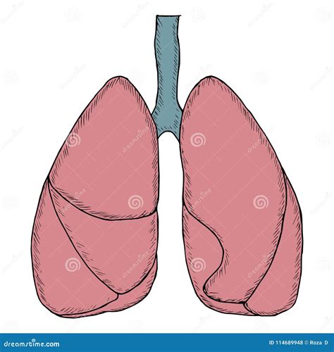 Sketch Lungs Human Anatomy Vector Illustration