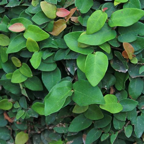 Ficus Pumila How To Care Of Creeping Fig