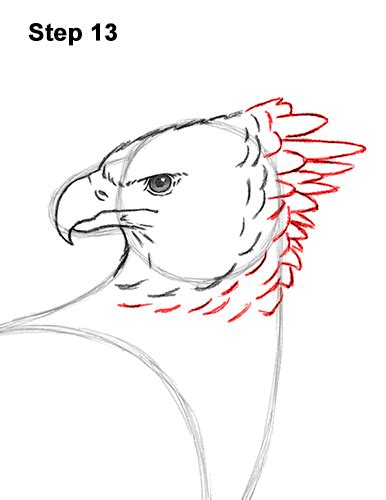 How To Draw A Harpy Eagle Video And Step By Step Pictures