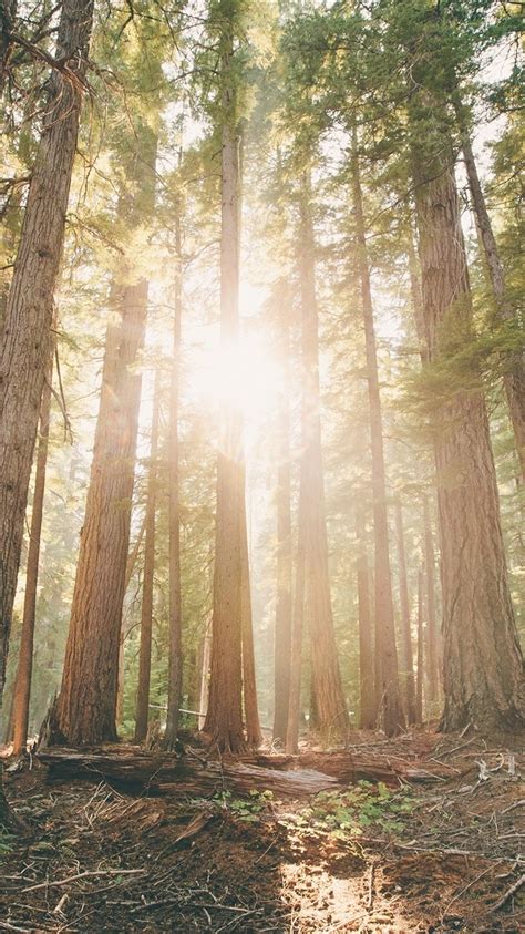 Wallpaper Oregon Forest Pine Trees Dawn Sun Rays 2560x1600 Hd