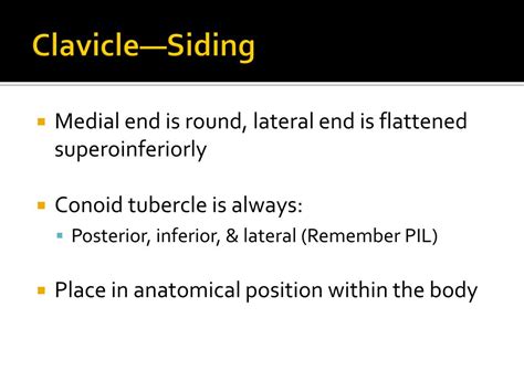Ppt Pectoral Girdle Powerpoint Presentation Free Download Id2188222