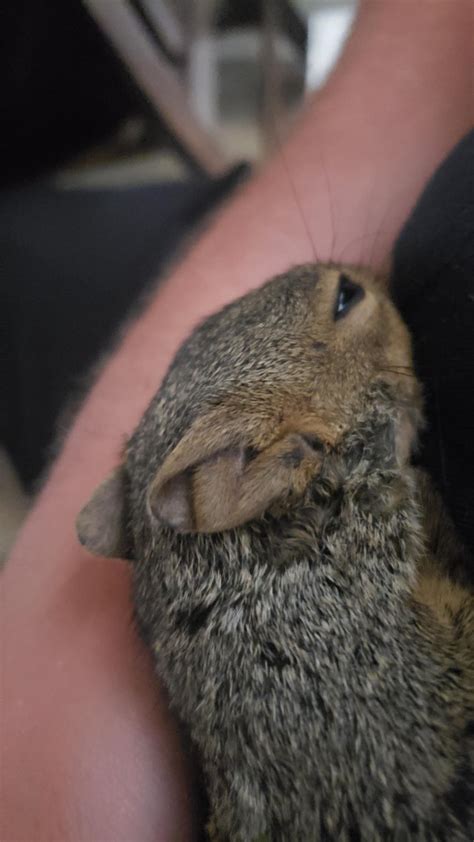 Urgent Help Needed Injured Squirrel Reugene