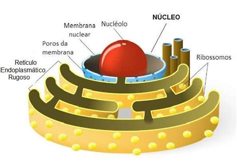 Núcleo Celular Toda Matéria