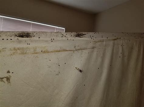 Awful Bed Bug Infestation Roddlyterrifying
