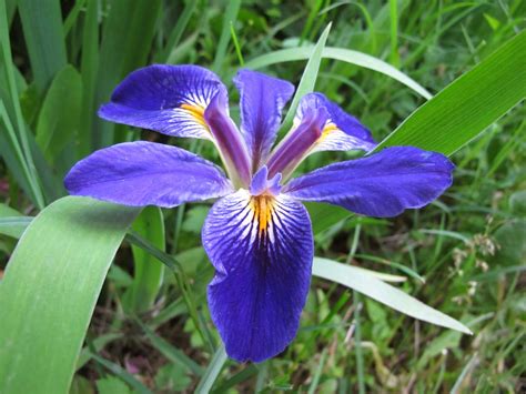 World Of Irises Iris Brevicaulis The Short Stemmed Iris