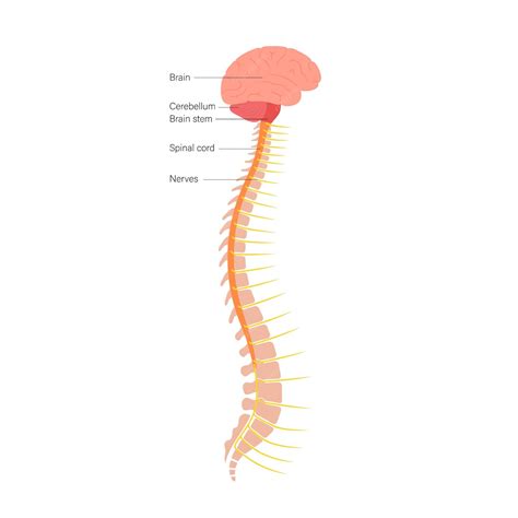 Anatomía De La Médula Espinal Vector Premium