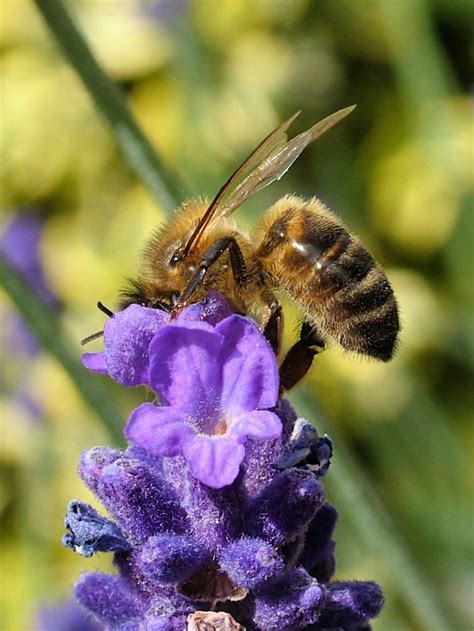 Honey Bee On Lavender Image Eurekalert Science News Releases