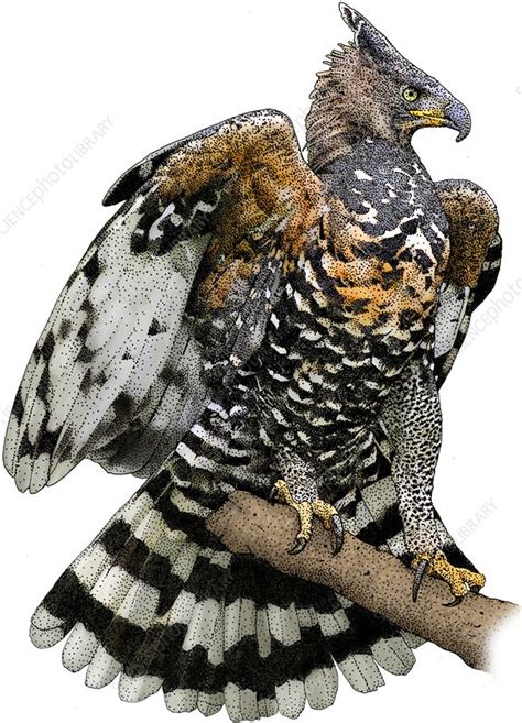 African Crowned Eagle Stock Image C0449155 Science Photo Library