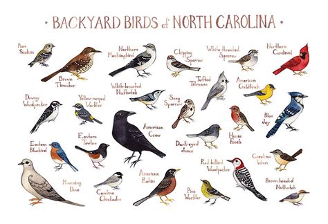 North Carolina Backyard Birds Field Guide Art Print Etsy