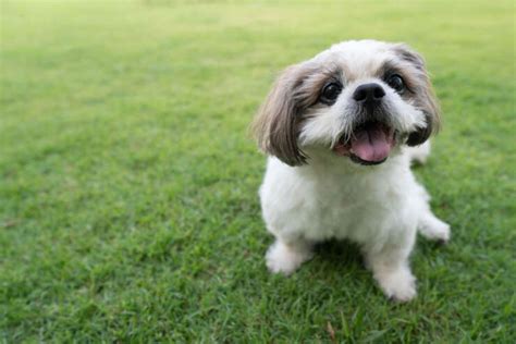 How To Potty Train Shih Tzus The Ultimate Tips And Tricks