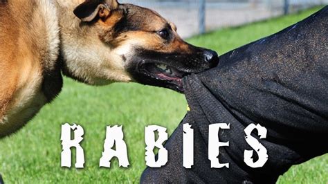 Rabies Interesting Facts You Should Know Youtube