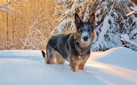Download Wallpapers German Shepherd Puppy Pets Winter Snow Dogs