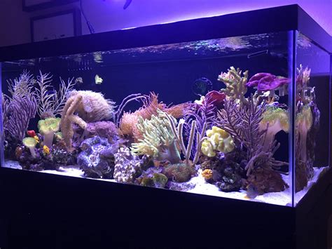 How To Cycle A Saltwater Tank Tips To Help You Succeed With Your New