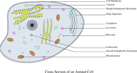What Is A Vacuole Understanding The 4 Main Functions