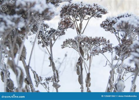 Winter Macro Frozen Herb On Snow Background Plants In Frost Stock