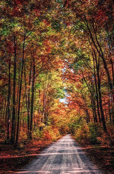 Shady Country Road Kemble Near Owen Sound Ontario By Paul Murphy Cr