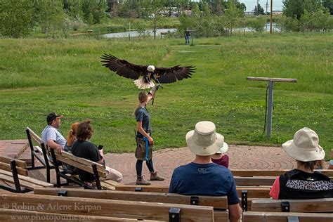 Alberta Birds Of Prey Centre Photo Journeys