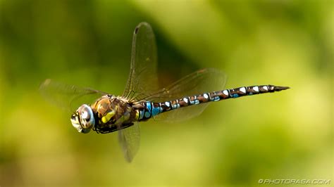 Dragonflies Photorasa Free Hd Photos