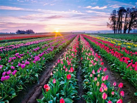 Beautiful Tulips Desktop Background 854