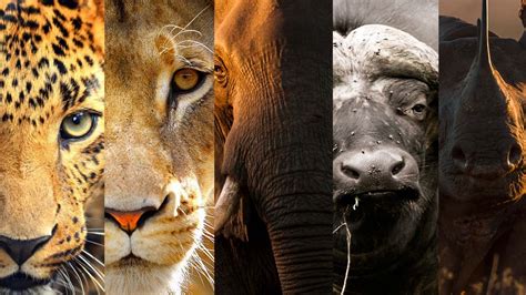 The Big 5 Of The Kruger Wanama Safari Kruger National Park