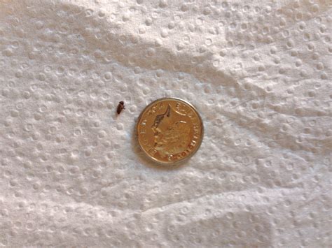 It seems odd that it was wandering all by itself on our bathroom floor. NaturePlus: Please help me identify tiny black bugs found ...