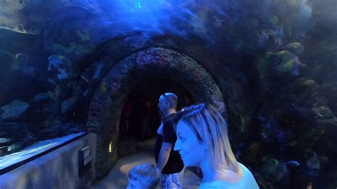 The Virginia Aquarium And Marine Science Center 05132019 Youtube