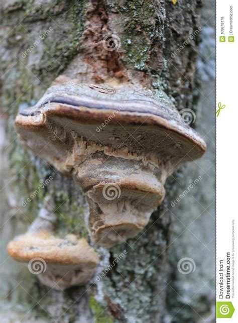 The Deserted Garden Mushroom On The Tree Edible Mushroom