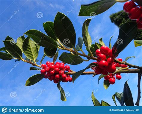 Red Holly Berries Stock Photo Image Of Shrub Bunches 130189644