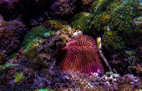 Mushroom Coral-Facts and Photographs | Seaunseen