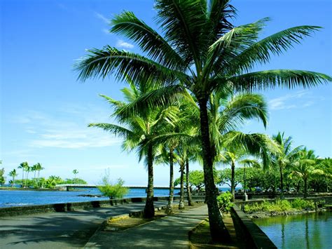 棕榈树 夏威夷群岛风景高清壁纸预览