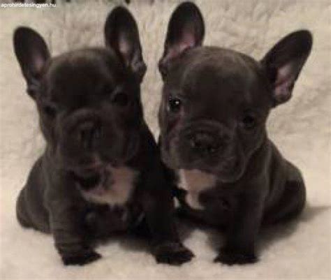 The club was created to promote quality in the breeding of purebred french bulldogs and to do all possible to bring their natural qualities to perfection. Eladó 11 hetes francia bulldog - Eladó Angol buldog ...