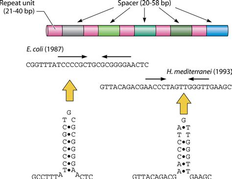 The Structural Features Of Crispr The Repeat Sequences With Constant