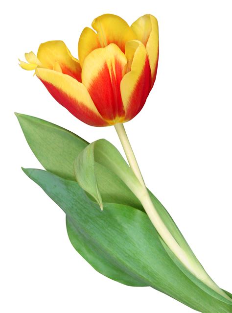 Yellow Tulips Transparent Background Tulips Flower